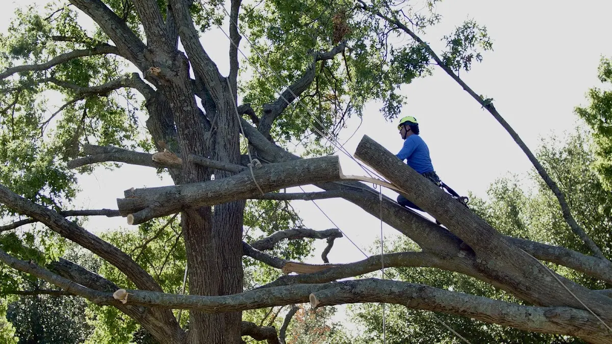 Professional Crown Thinning performed by certified arborists in Palm Coast