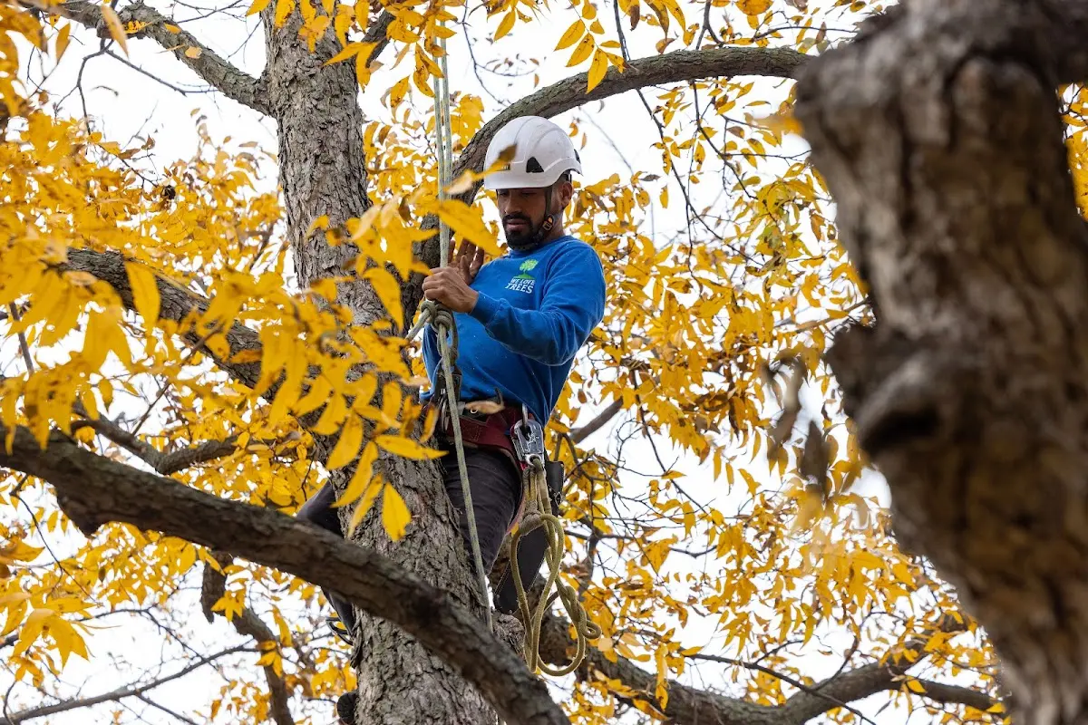 Skilled Tree Planting crew working in Palm Coast