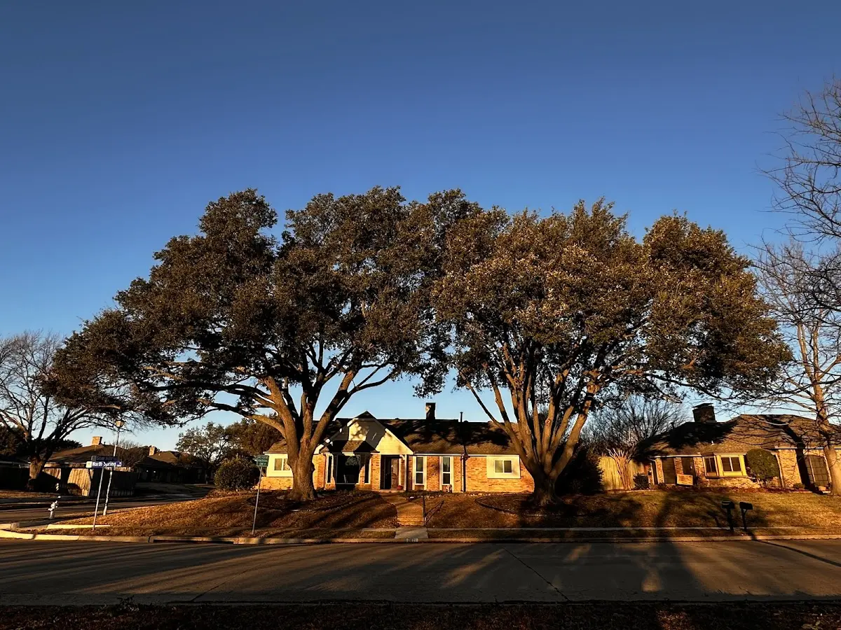 Established residential canopy tree shading a home in Palm Coast